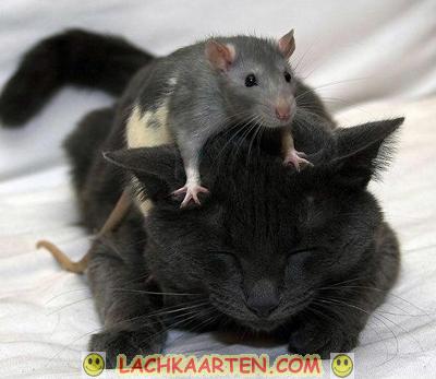 LachKaarten.com - Als kat en muis