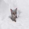 Katje in de sneeuw